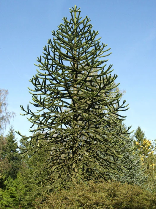 Araucaria Araucana, Chilenische Schmucktanne 1 Araucaria Araucana, Chilenische Schmucktanne