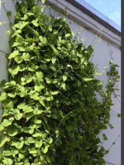 Aristolochia Macrophylla, Pfeifenwinde, Pfeifenblume, Gespensterpflanze