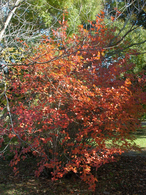Aronia Melanocarpa, Wilde Apfelbeere 3 Aronia Melanocarpa, Wilde Apfelbeere – Bild 3
