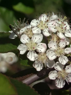Aronia Melanocarpa 'Nero', Apfelbeere