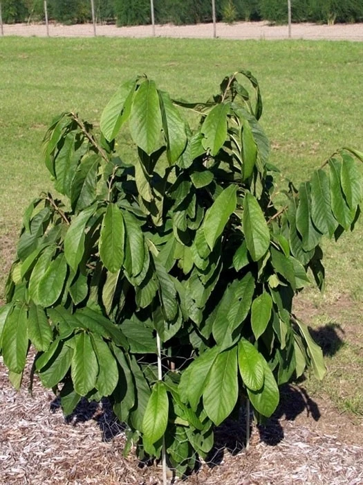 Indianerbanane 'Sunflower' (PauPau, PawPaw) - Veredelt 2 Indianerbanane 'Sunflower' (PauPau, PawPaw) - Veredelt – Bild 2