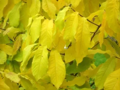 Indianerbanane (PauPau, PawPaw) 7 Indianerbanane (PauPau, PawPaw) -Gartenbedarfs Geschäft asimina triloba herbst 1280x1280