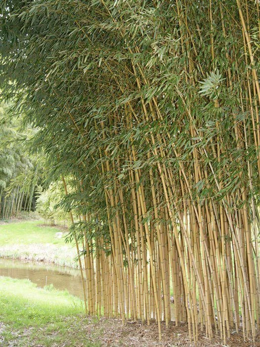 Phyllostachys Aureosulcata Aureocaulis, Goldener Peking Bambus 1 Phyllostachys Aureosulcata Aureocaulis, Goldener Peking Bambus