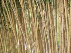 Phyllostachys Aureosulcata Aureocaulis, Goldener Peking Bambus 5 Phyllostachys Aureosulcata Aureocaulis, Goldener Peking Bambus -Gartenbedarfs Geschäft aureocaulis triebe55599efa5b510 1280x1280