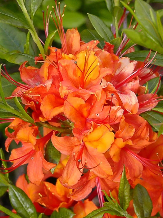 Rhododendron Luteum 'Coccinea Speciosa', Sommergrüne Japanische Gartenazalee 1 Rhododendron Luteum 'Coccinea Speciosa', Sommergrüne Japanische Gartenazalee