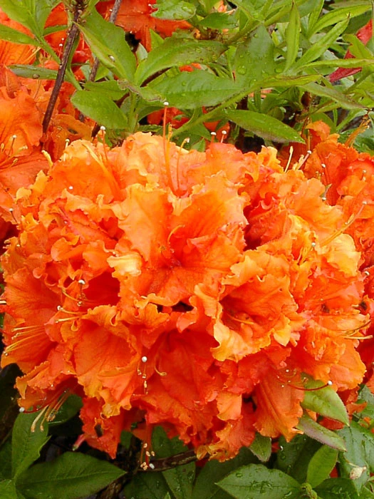 Rhododendron Luteum 'Gibraltar', Sommergrüne Japanische Gartenazalee 1 Rhododendron Luteum 'Gibraltar', Sommergrüne Japanische Gartenazalee