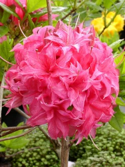 Rhododendron Luteum 'Homebush', Sommergrüne Japanische Gartenazalee