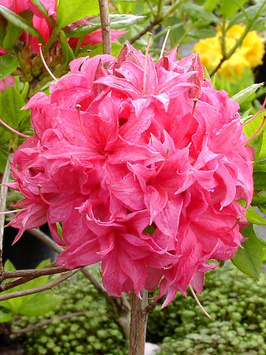 Rhododendron Luteum 'Homebush', Sommergrüne Japanische Gartenazalee 1 Rhododendron Luteum 'Homebush', Sommergrüne Japanische Gartenazalee