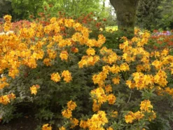Rhododendron Luteum 'Klondyke', Sommergrüne Japanische Gartenazalee -Gartenbedarfs Geschäft azalee klondyke 1280x1280