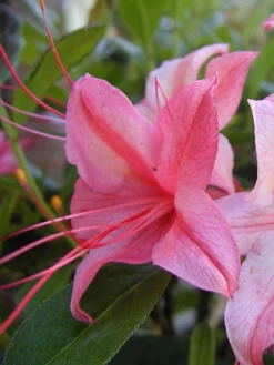 Rhododendron Viscosum 'Lollipop', Sommergrüne Japanische Gartenazalee