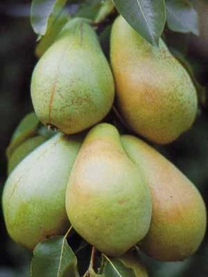 Birne Pastorenbirne 1 Birne Pastorenbirne