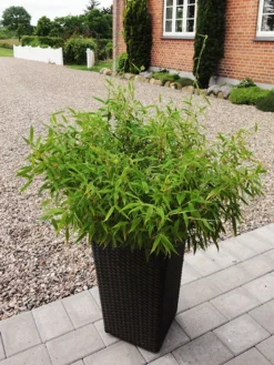 Fargesia Murielae 'Bambi', Kleiner Schirmbambus 5 Fargesia Murielae 'Bambi', Kleiner Schirmbambus -Gartenbedarfs Geschäft bambus bambi 1280x1280
