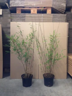 Fargesia Nitida 'Black Pearl' - Glänzender Schirm-Bambus 9 Fargesia Nitida 'Black Pearl' - Glänzender Schirm-Bambus -Gartenbedarfs Geschäft bambus black pearl 1280x1280