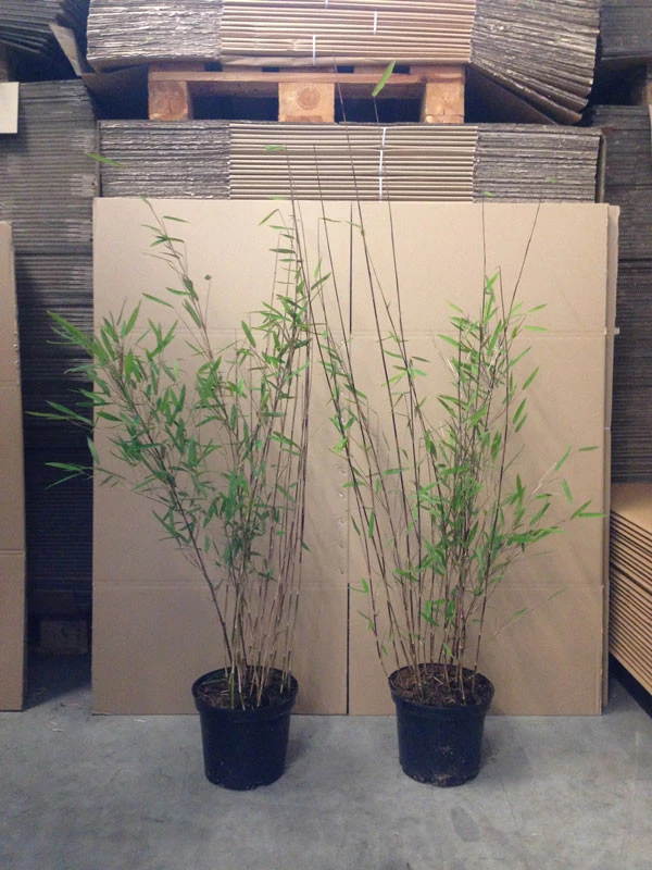 Fargesia Nitida 'Black Pearl' - Glänzender Schirm-Bambus 5 Fargesia Nitida 'Black Pearl' - Glänzender Schirm-Bambus – Bild 5