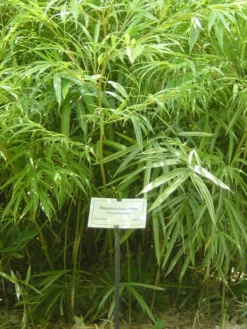 Pleioblastus Chino 'Elegantissima', Buntblättriger Edelbambus