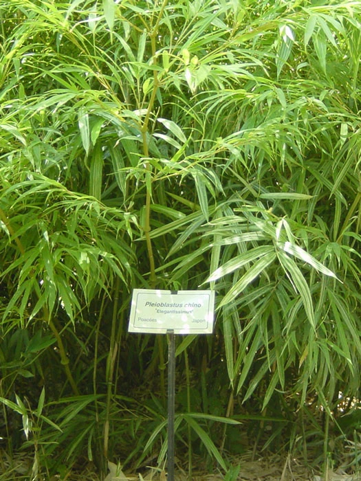 Pleioblastus Chino 'Elegantissima', Buntblättriger Edelbambus 1 Pleioblastus Chino 'Elegantissima', Buntblättriger Edelbambus