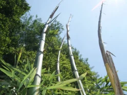 Phyllostachys Vivax 'Huangwenzhu'