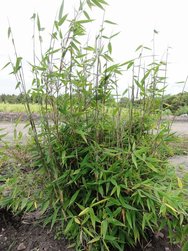 Fargesia Murielae 'Tiny', Schirmbambus 2 Fargesia Murielae 'Tiny', Schirmbambus – Bild 2