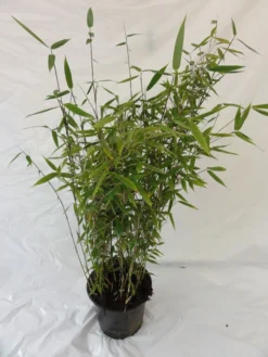 Fargesia Murielae 'Tiny', Schirmbambus 7 Fargesia Murielae 'Tiny', Schirmbambus -Gartenbedarfs Geschäft bambus tiny pflanze 1280x1280