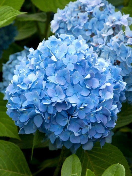 Hydrangea Macrophylla 'Endless Summer Blau'® 1 Hydrangea Macrophylla 'Endless Summer Blau'®