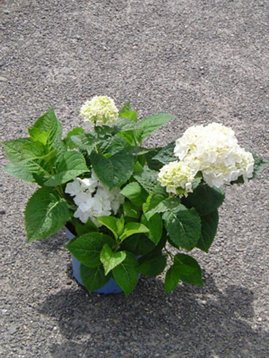 Hydrangea Macrophylla Endless Summer 'The Bride'® 2 Hydrangea Macrophylla Endless Summer 'The Bride'® – Bild 2