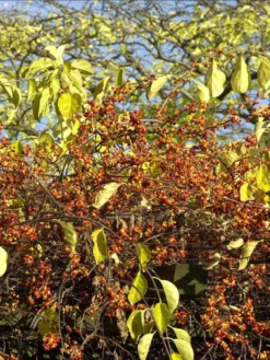 Celastrus Orbiculatus, Baumwürger -Gartenbedarfs Geschäft baumwuerger frucht 1280x1280