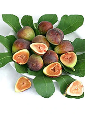 Bayernfeige 'Violetta' ® 3 Bayernfeige 'Violetta' ® – Bild 3