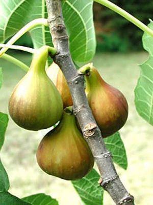 Bayernfeige 'Violetta' ® 1 Bayernfeige 'Violetta' ®