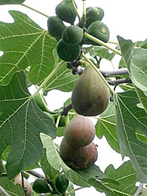 Bayernfeige 'Violetta' ® 2 Bayernfeige 'Violetta' ® – Bild 2