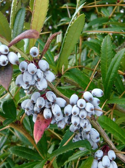 Berberis Julianae, Immergrüne Großblättrige Berberitze 7 Berberis Julianae, Immergrüne Großblättrige Berberitze – Bild 7