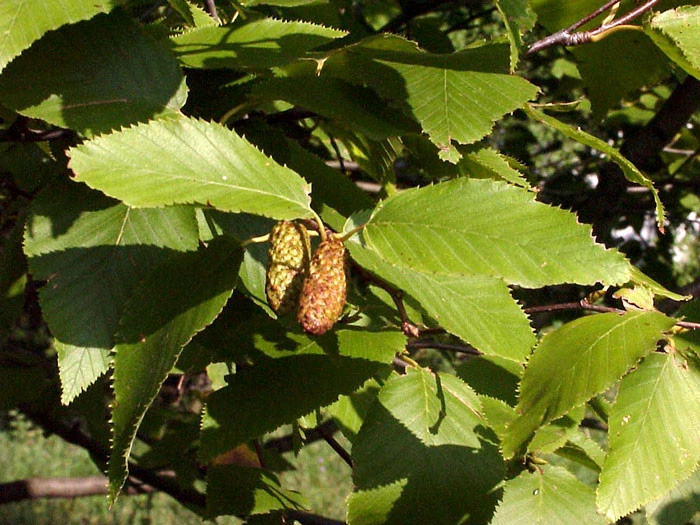 Betula Utilis, Himalayabirke 3 Betula Utilis, Himalayabirke – Bild 3