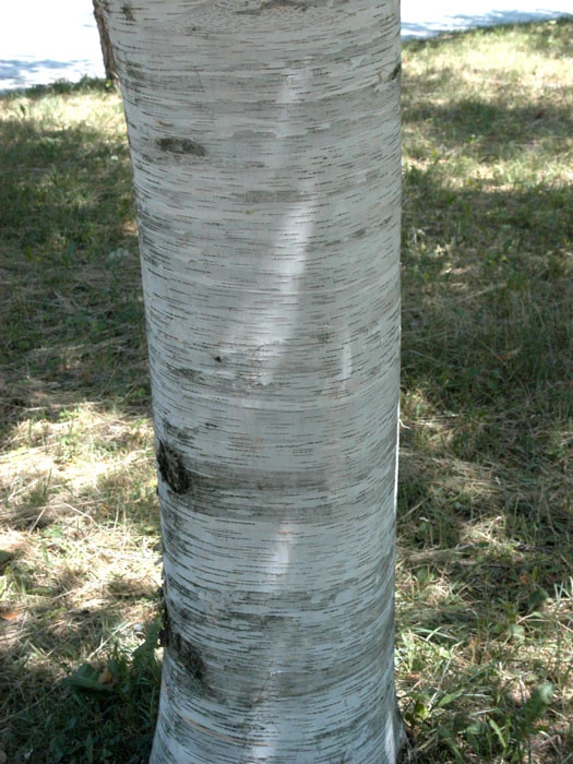 Betula Utilis, Himalayabirke 2 Betula Utilis, Himalayabirke – Bild 2