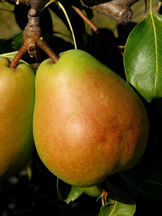 Birne Alexander Lucas 1 Birne Alexander Lucas