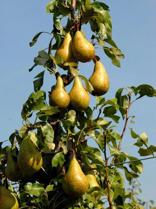 Birne Conference 1 Birne Conference