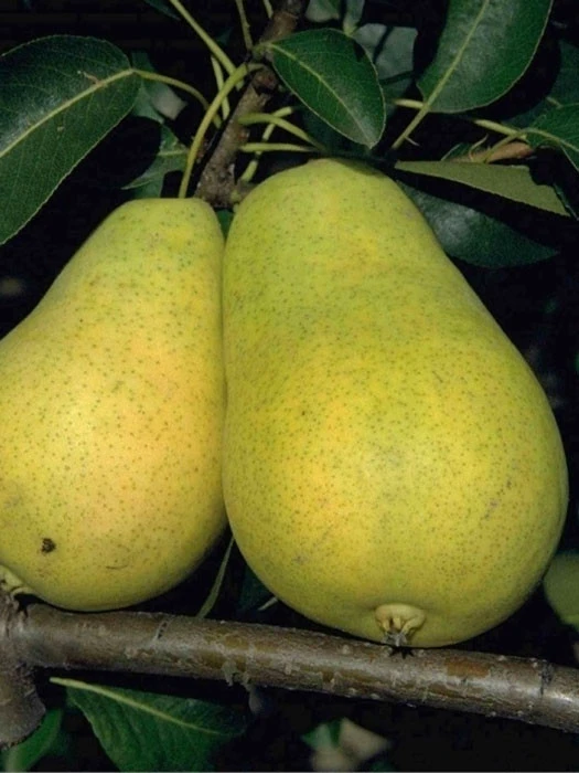 Birne Frühe Aus Trévoux 1 Birne Frühe Aus Trévoux