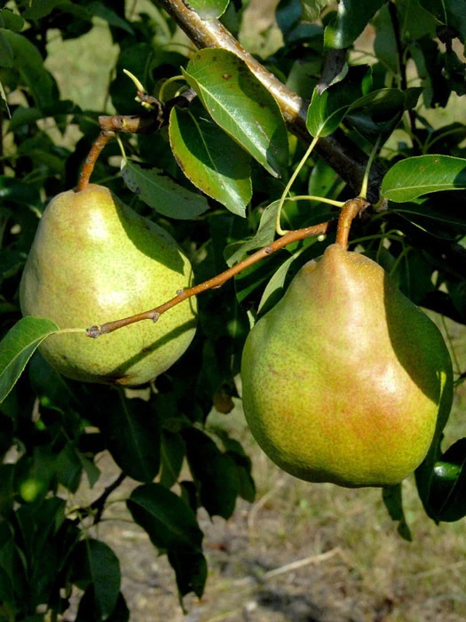 Birne Gute Luise 1 Birne Gute Luise