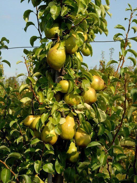 Williams Christ, Birne U-Spalier 1 Williams Christ, Birne U-Spalier