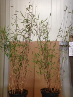 Fargesia Nitida 'Black Pearl' - Glänzender Schirm-Bambus 8 Fargesia Nitida 'Black Pearl' - Glänzender Schirm-Bambus -Gartenbedarfs Geschäft black pearl pflanze 1280x1280