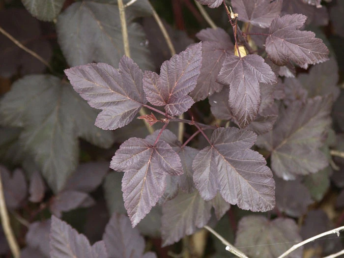 Physocarpus Opulifolius 'Diabolo', Rote Blasenspiere 2 Physocarpus Opulifolius 'Diabolo', Rote Blasenspiere – Bild 2