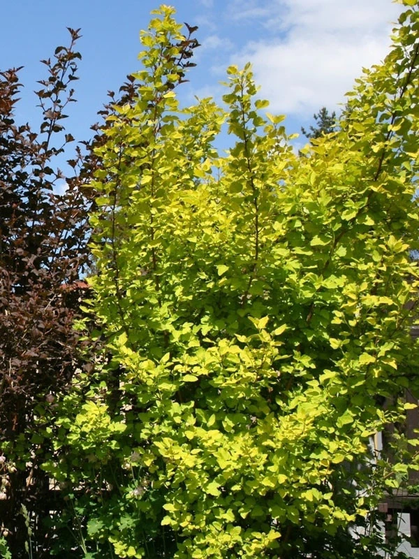 Physocarpus Opulifolius 'Darts Gold', Gelbe Blasenspiere 2 Physocarpus Opulifolius 'Darts Gold', Gelbe Blasenspiere – Bild 2