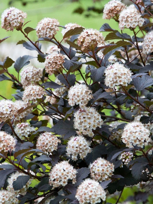 Physocarpus Opulifolius 'Diabolo', Rote Blasenspiere 1 Physocarpus Opulifolius 'Diabolo', Rote Blasenspiere