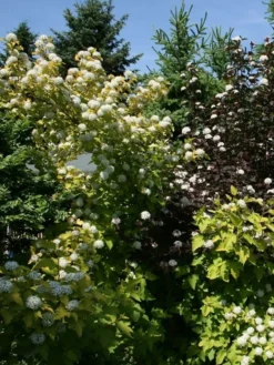 Physocarpus Opulifolius 'Darts Gold', Gelbe Blasenspiere 6 Physocarpus Opulifolius 'Darts Gold', Gelbe Blasenspiere -Gartenbedarfs Geschäft blasenspiere gelb 1280x1280