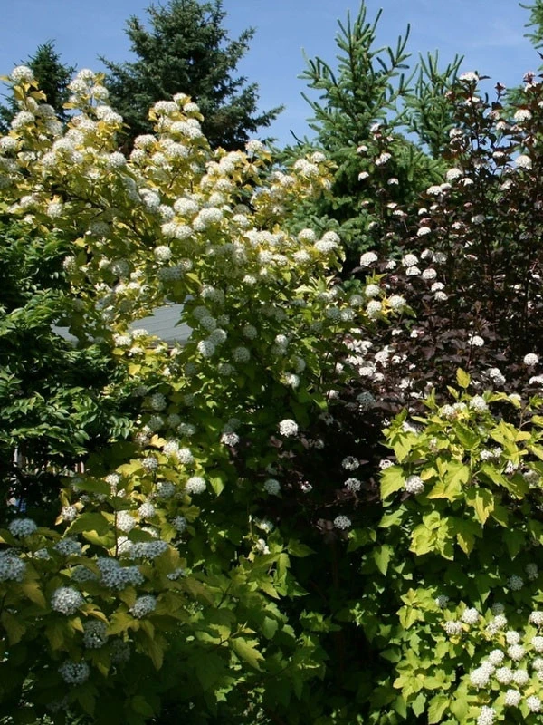 Physocarpus Opulifolius 'Darts Gold', Gelbe Blasenspiere 3 Physocarpus Opulifolius 'Darts Gold', Gelbe Blasenspiere – Bild 3