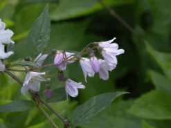 Deutzia Rosea, Niedriger Maiblumenstrauch -Gartenbedarfs Geschäft blatt bluete niederer stern 1280x1280
