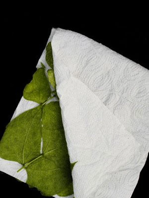 Phytoseiulus-Raubmilbe (Art.Nr. KB4480) 2 Phytoseiulus-Raubmilbe (Art.Nr. KB4480) – Bild 2