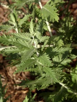 Perovskia Abrotanoides, Blauraute, Silberstrauch -Gartenbedarfs Geschäft blauraute blatt 1280x1280