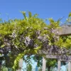 Wisteria Floribunda 'Violacea Plena', Blauregen