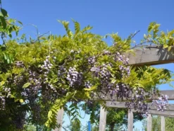 Wisteria Floribunda 'Violacea Plena', Blauregen
