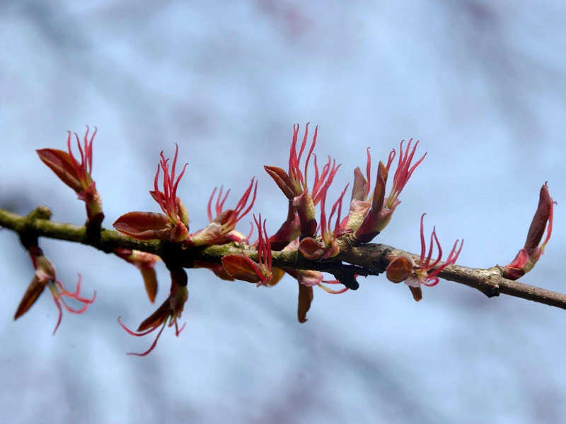 Cercidiphyllum Japonicum, Kuchenbaum 3 Cercidiphyllum Japonicum, Kuchenbaum – Bild 3