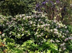 Skimmia Japonica 'Rubella', Japanische Blütenskimmie 7 Skimmia Japonica 'Rubella', Japanische Blütenskimmie -Gartenbedarfs Geschäft bluetenskimmie 1280x1280